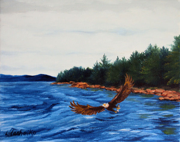 Bald Eagle at Schoodic Shore by L. Tasheiko